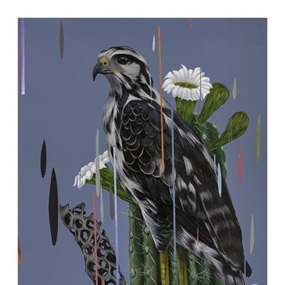 Juvenile Black Hawk by Frank Gonzales