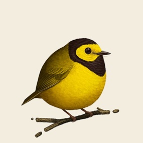 Fat Bird - Hooded Warbler by Mike Mitchell