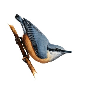 Nuthatch by Vanessa Foley