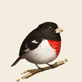 Fat Bird - Rose-Breasted Grosbeak by Mike Mitchell