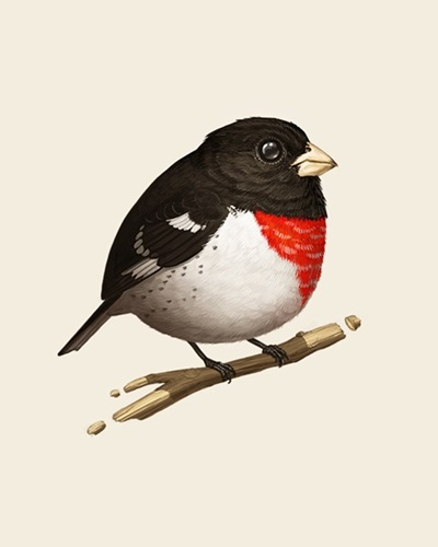 Fat Bird - Rose-Breasted Grosbeak  by Mike Mitchell