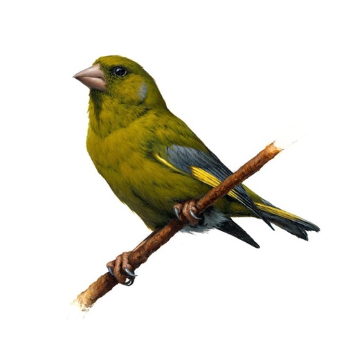 Greenfinch  by Vanessa Foley