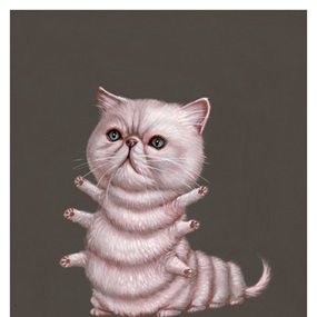 Exotic Shorthair (First Edition) by Casey Weldon