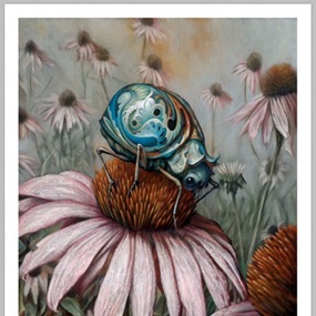 Echinacea by Esao Andrews