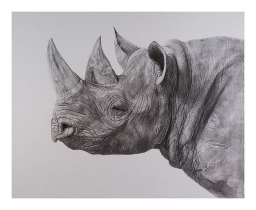 Rhinocerous  by Kelly Blevins