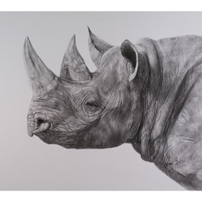 Rhinocerous by Kelly Blevins