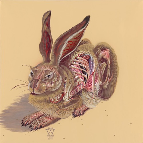 Translucent Hare  by Nychos