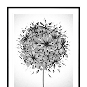 Dandy (XL Edition) by Kai & Sunny