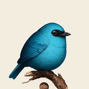 Verditer Flycatcher (Timed Edition) by Mike Mitchell