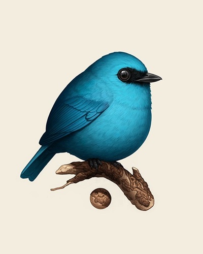 Verditer Flycatcher (Timed Edition) by Mike Mitchell