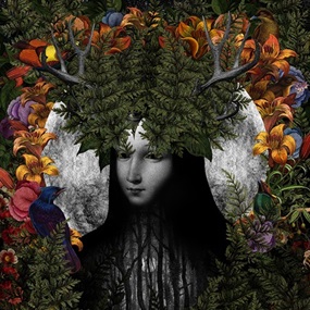 Old Growth (Timed Edition) by Dan Hillier