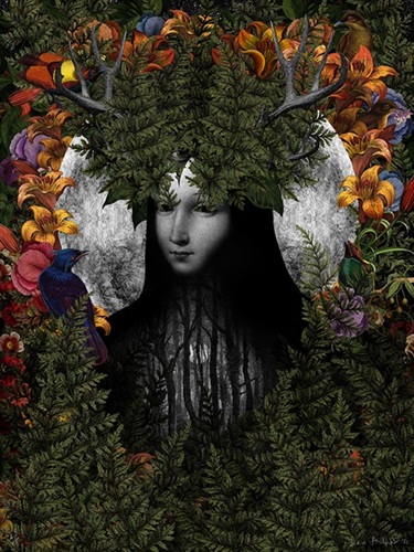 Old Growth (Timed Edition) by Dan Hillier