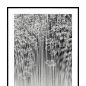 Ghost Flower (Large Format) by Kai & Sunny