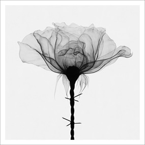 Thorns by Shok 1