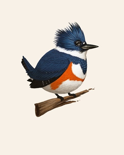 Belted Kingfisher  by Mike Mitchell
