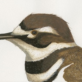 Kildeer (First Edition) by Veng