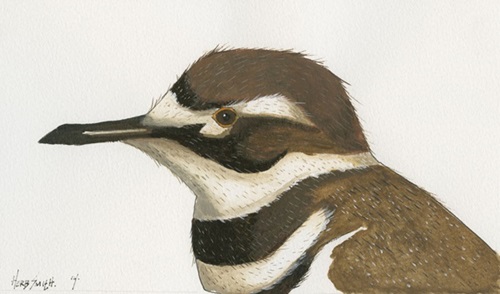 Kildeer (First Edition) by Veng