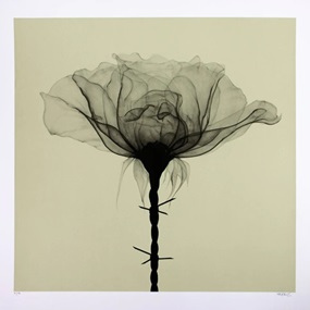 Thorns (Olive) by Shok 1
