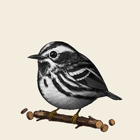 Fat Bird - Black & White Warbler by Mike Mitchell