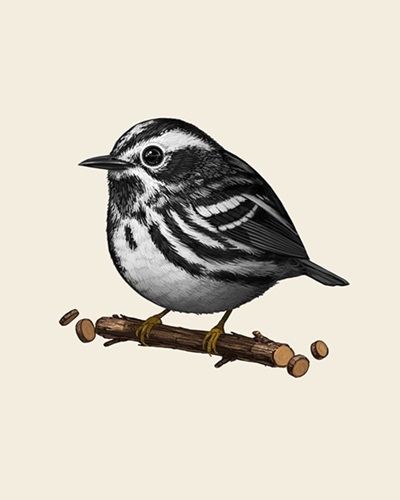 Fat Bird - Black & White Warbler  by Mike Mitchell