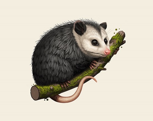 Virginia Opossum  by Mike Mitchell