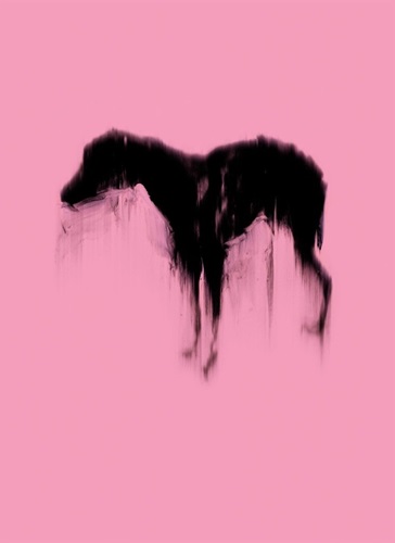 Black Dog (Pink) by Rachel Howard